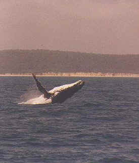 hombre_whale_006.jpg (18281 bytes)