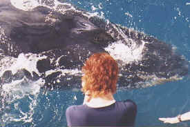 hombre_whale_008.jpg (59981 bytes)