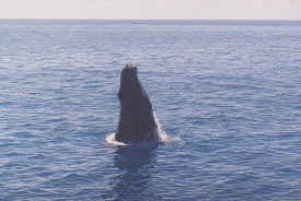hombre_whale_012.jpg (51091 bytes)
