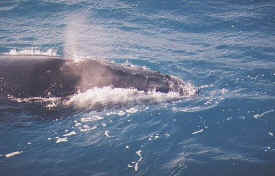 hombre_whale_013.jpg (46532 bytes)