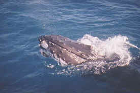 hombre_whale_015.jpg (41831 bytes)