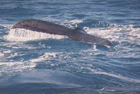 hombre_whale_021.jpg (58646 bytes)