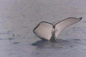 hombre_whale_024.jpg (36728 bytes)