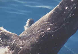 hombre_whale_037.jpg (33970 bytes)
