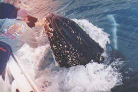 hombre_whale_045.jpg (51771 bytes)