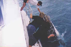 hombre_whale_046.jpg (39341 bytes)