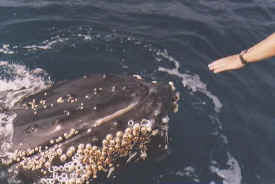 hombre_whale_056.jpg (26691 bytes)