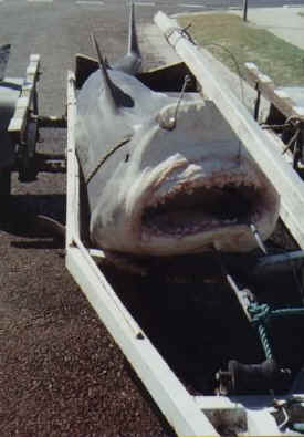 kevins-shark-02.jpg (25701 bytes)