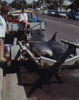 kevins-shark-03.jpg (21163 bytes)