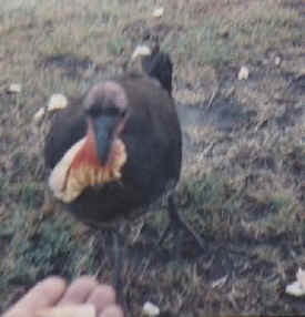 kevins-ted-the-wild-turkey.jpg (14340 bytes)