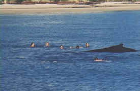 stefanie-whale-people.jpg (47251 bytes)