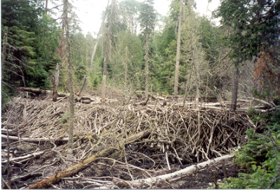 Beaver Dam