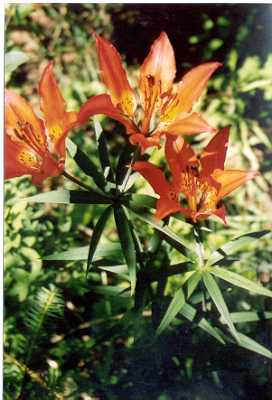 Tiger Lilies