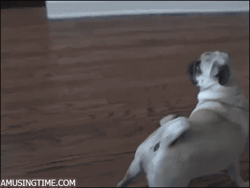 pug