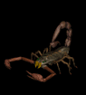 Scorpion Spider