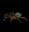 Tarantula Spider
