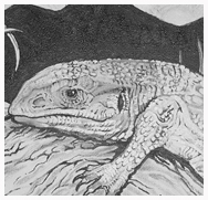 One of Kevin's recent lizard paintings