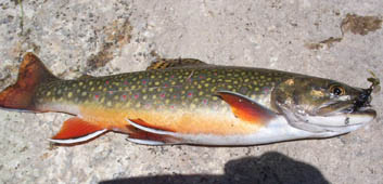This is just a picture of a beautiful Brook Trout that I found on the web.&nbsp; I have caught many similar looking brookies in the High Uinta Mountains in NorthEastern Utah while backpacking in to high mountain lakes.