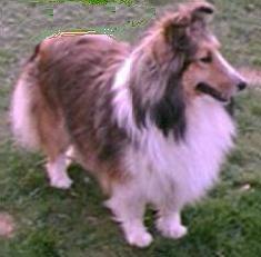 sheltie puppies for sale in ohio pin sheltie puppies on sheltie puppies for sale in ohio pin sheltie puppies on