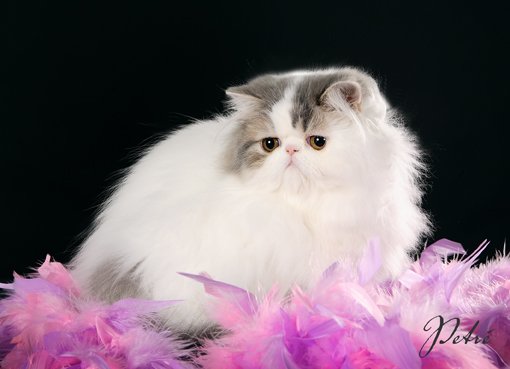 Bella