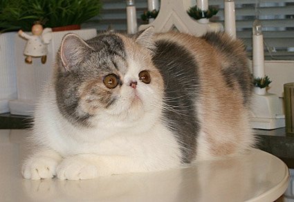 Coco