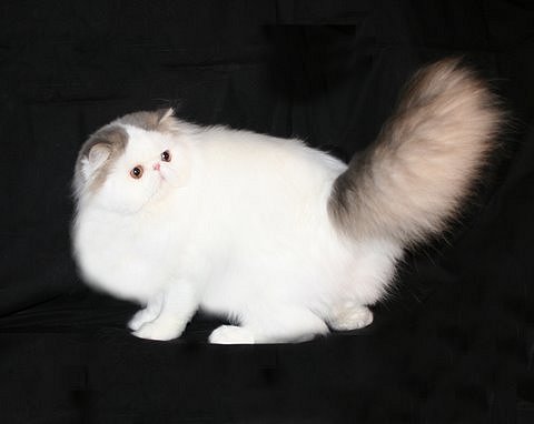 Donovan