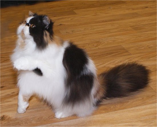 Bianca