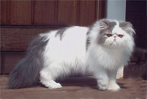 Victor