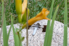 bug 1