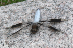 bug2