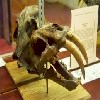 ENTER B.V.M.N.H(California State Fossil)(Saber-Tooth Cat)