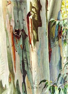 'Eucalypt Colonnade', 14 in. x 10� in., watercolor on paper, � 1995 Karen G. Jollie