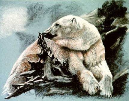 'Polar Bear on Driftwood', 9 X 12, Cont� on blue pastel paper