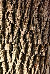 Black Walnut Bark, (Sp. = 'Juglans nigra')