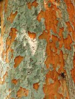 Chinese Elm
