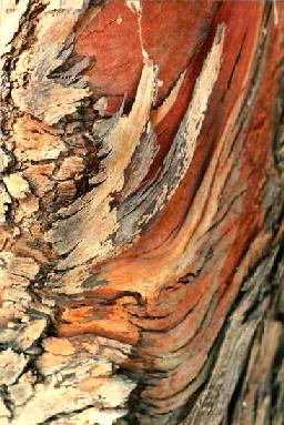'Layers of bark of the Silver Mt. Gum, 
Euc. pulverulenta'