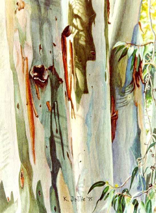 Eucalypt Colonnade, 14 x 10 1/2 in., WC/pap