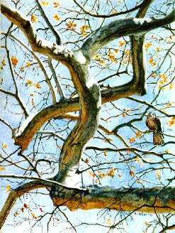 'Kestrel in Autumn Sycamore', 18 x 13 1/2 in., watercolor on paper