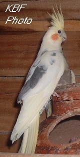 click to go to cockatiels page