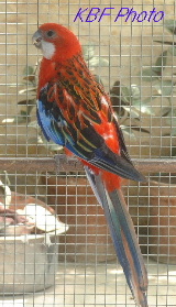 click to go to rosella page