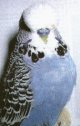click to go to budgerigars page