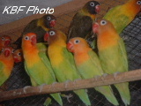 click to go to lovebirds page