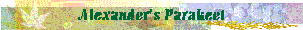 Alexander's Parakeet