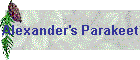 Alexander's Parakeet
