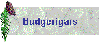 Budgerigars