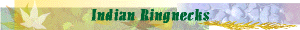 Indian Ringnecks