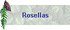 Rosellas