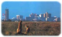 Cheetas with Nairobi in the background!