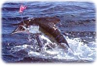 Deep sea fishing