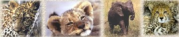 Animals Collage
